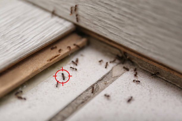 Flea Control Services in Robesonia, PA
